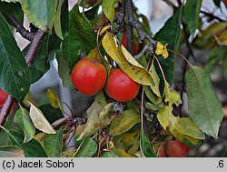 Malus ×purpurea (jabłoń purpurowa)