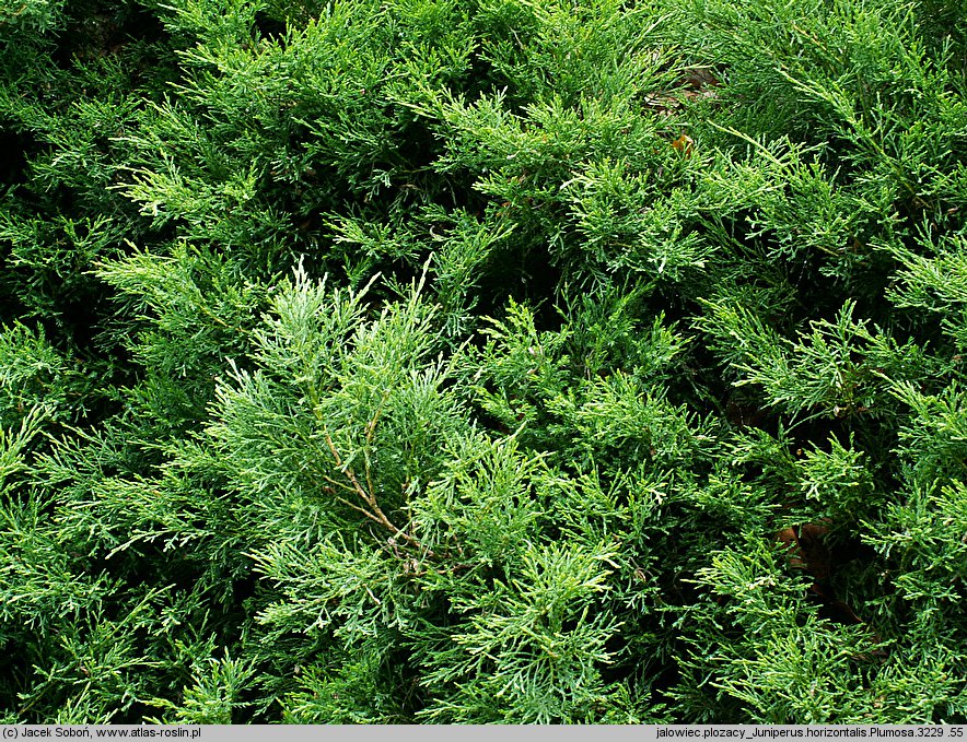 Juniperus horizontalis Plumosa