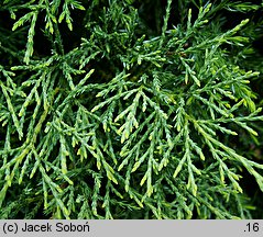 Juniperus horizontalis Plumosa