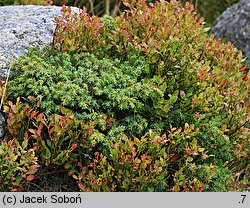 Juniperus communis ssp. alpina (jałowiec pospolity halny)