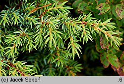 Juniperus communis ssp. alpina (jałowiec pospolity halny)