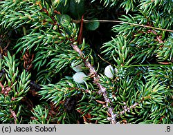 Juniperus communis ssp. alpina (jałowiec pospolity halny)