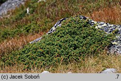 Juniperus communis ssp. alpina (jałowiec pospolity halny)