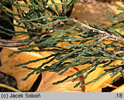 Genista pulchella