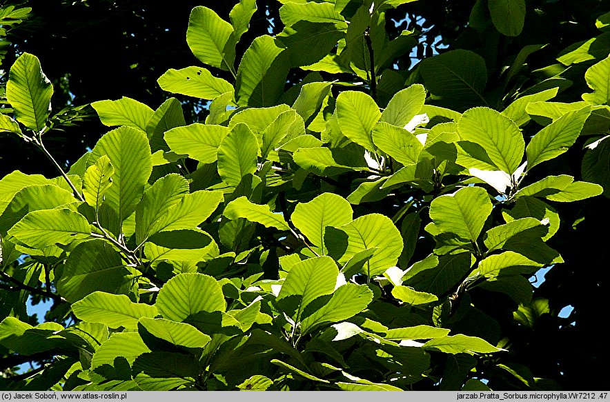 Sorbus microphylla