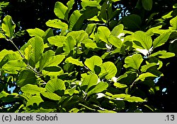 Sorbus microphylla