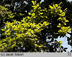 Sorbus microphylla