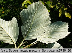 Sorbus aria (jarząb mączny)