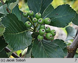 Sorbus aria (jarząb mączny)