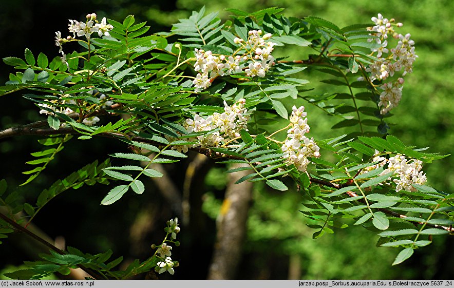 Sorbus aucuparia Edulis