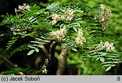 Sorbus aucuparia Edulis