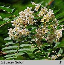 Sorbus aucuparia Edulis