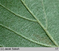 Sorbus chamaemespilus (jarząb nieszpułkowy)