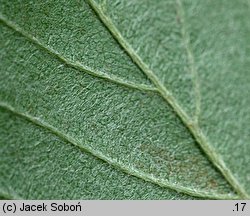 Sorbus chamaemespilus (jarząb nieszpułkowy)