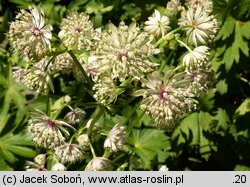 Astrantia major (jarzmianka większa)