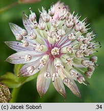 Astrantia major (jarzmianka większa)