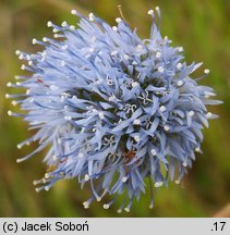 Jasione montana