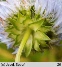 Jasione montana