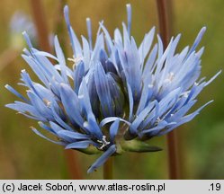 Jasione montana