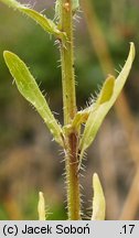 Jasione montana