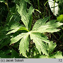 Ranunculus platanifolius (jaskier platanolistny)