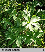 Ranunculus platanifolius (jaskier platanolistny)