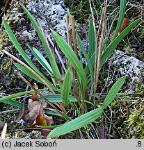 Ranunculus gramineus (jaskier trawiasty)