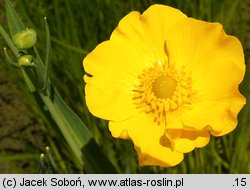 Ranunculus lingua