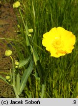 Ranunculus lingua