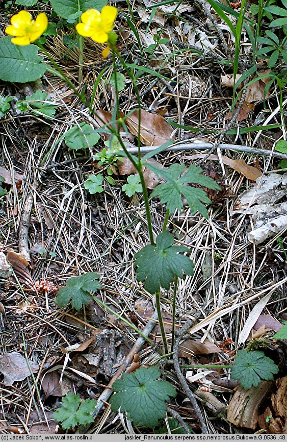 Ranunculus serpens ssp. nemorosus (jaskier gajowy typowy)