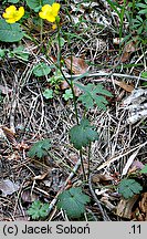 Ranunculus serpens ssp. nemorosus (jaskier gajowy typowy)