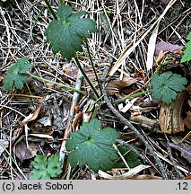 Ranunculus serpens ssp. nemorosus (jaskier gajowy typowy)