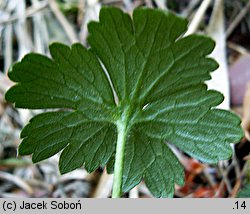 Ranunculus serpens ssp. nemorosus (jaskier gajowy typowy)