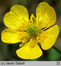 Ranunculus serpens ssp. nemorosus (jaskier gajowy typowy)