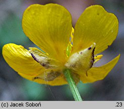 Ranunculus serpens ssp. nemorosus (jaskier gajowy typowy)