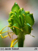 Ranunculus serpens ssp. nemorosus (jaskier gajowy typowy)