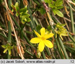 Jasminum nudiflorum (jaśmin nagokwiatowy)