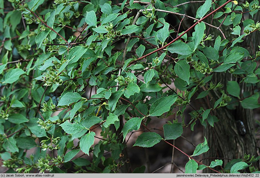 Philadelphus delavayi (jaśminowiec Delavaya)