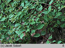 Philadelphus delavayi (jaśminowiec Delavaya)