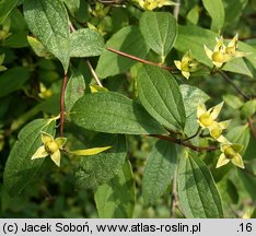 Philadelphus cv. Falconeri