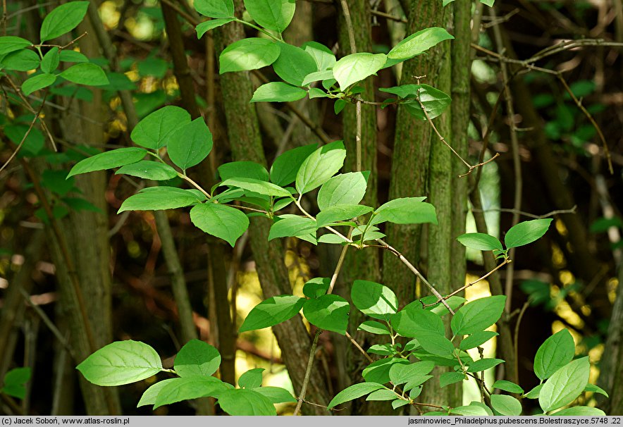 Philadelphus pubescens (jaśminowiec omszony)