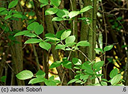 Philadelphus pubescens (jaśminowiec omszony)