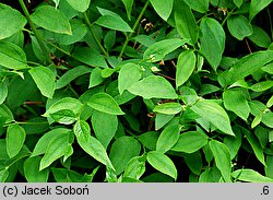 Philadelphus Falconeri