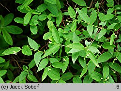 Philadelphus Falconeri