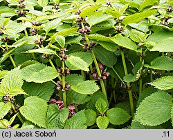 Lamium orvala (jasnota wielkokwiatowa)