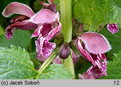 Lamium orvala (jasnota wielkokwiatowa)