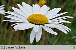 Leucanthemum ×superbum (złocień wspaniały)