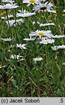 Leucanthemum ×superbum (złocień wspaniały)