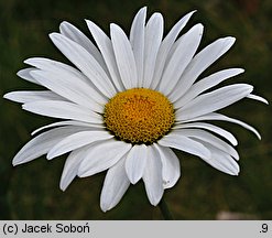 Leucanthemum ×superbum (złocień wspaniały)