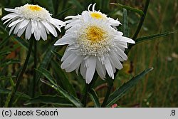 Leucanthemum ×superbum (złocień wspaniały)